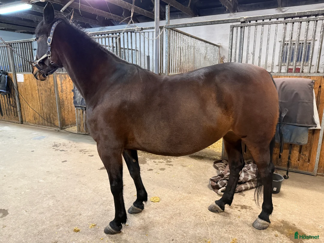 Sällskap hästar till salu: Tyra skänkes bort till ett lovande bra hem  i Uddevalla - Annons 3