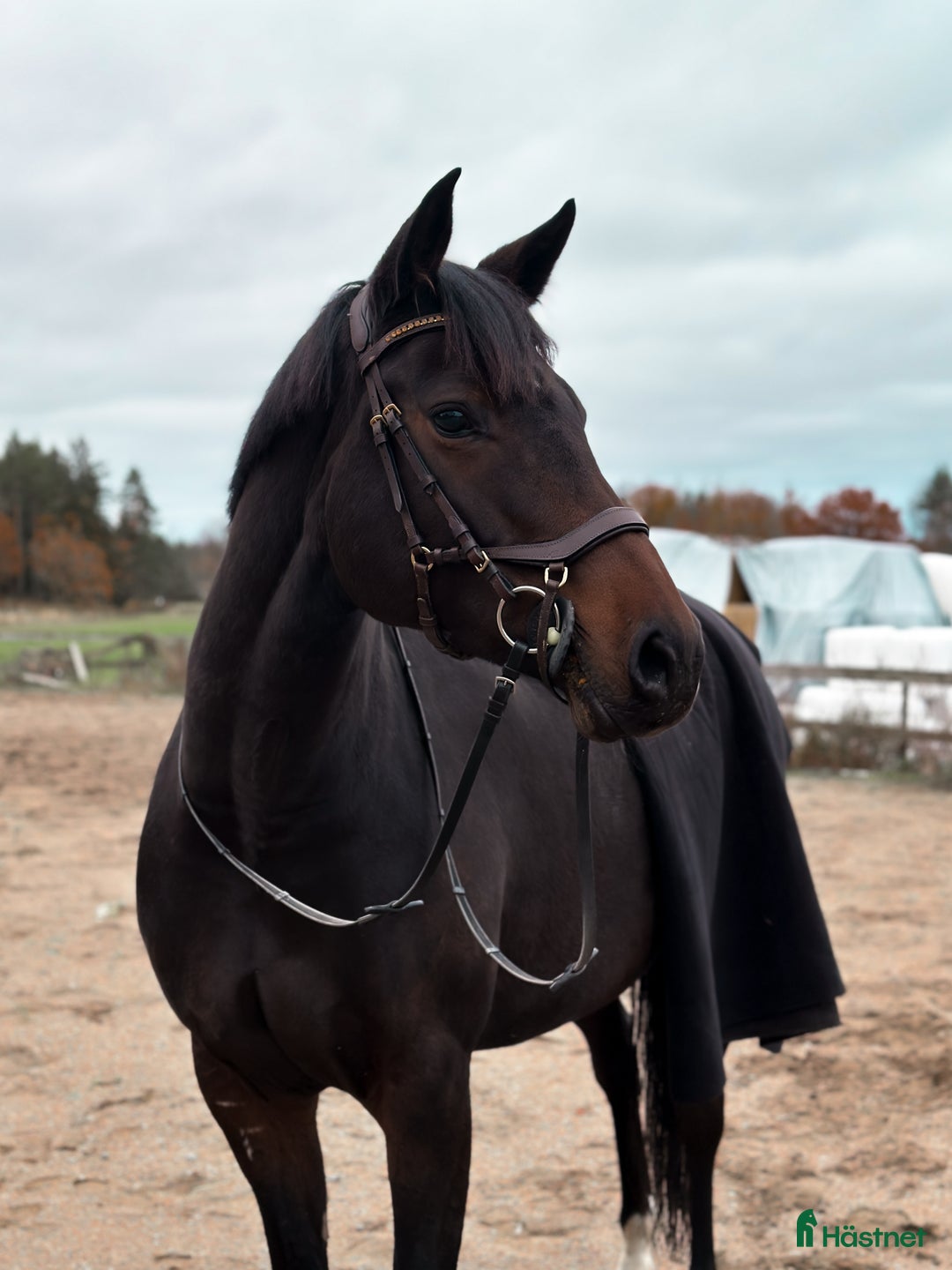 Allround hästar till salu: Vår prinsessa söker sin ryttare - hobbyhäst/avel i Västerås - Annons 3