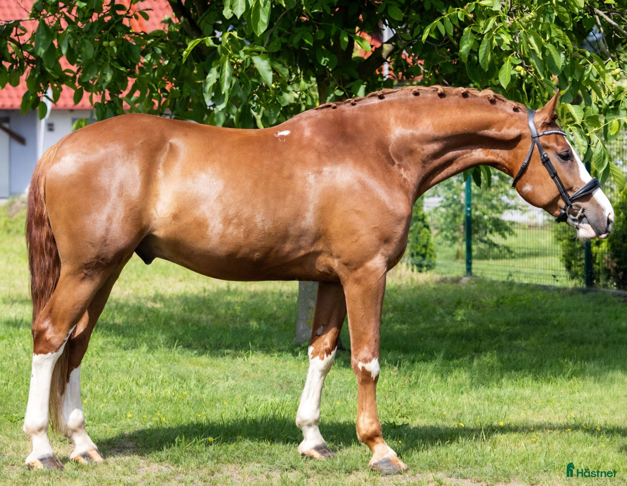  hästar Top coloured dressage & driving Champion - Annons 2