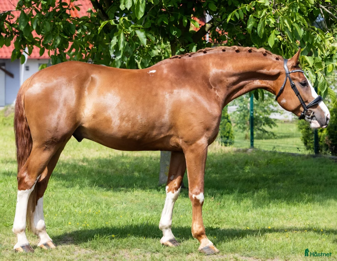 Allround hästar till salu: Top coloured dressage & driving Champion - Annons 2