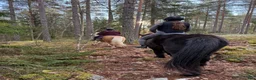 Island hästar till salu: Magni från Palmskog söker sin nya människa - Annons 5