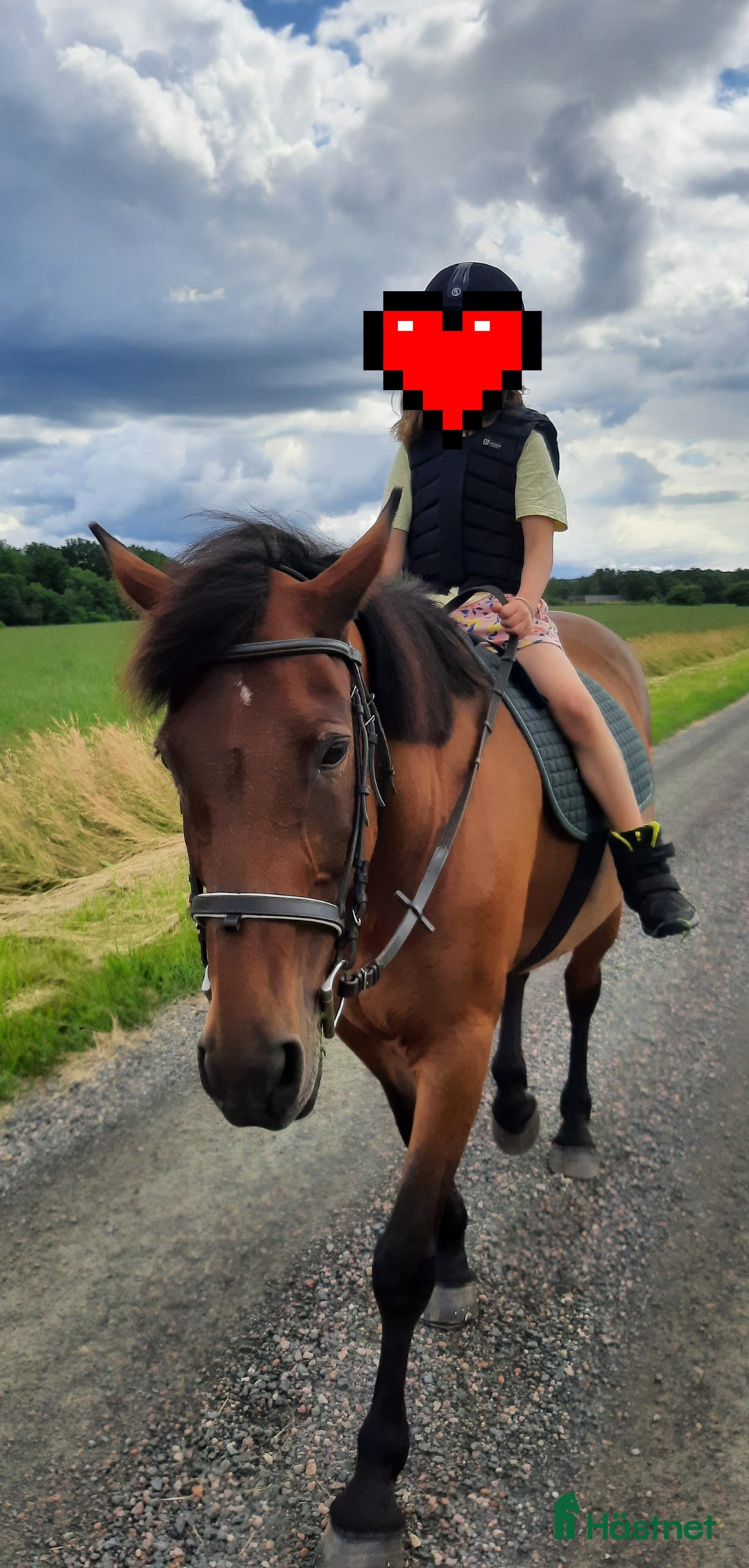 Allround hästar till salu: D-ponny med storhäst-känsla - Annons 5