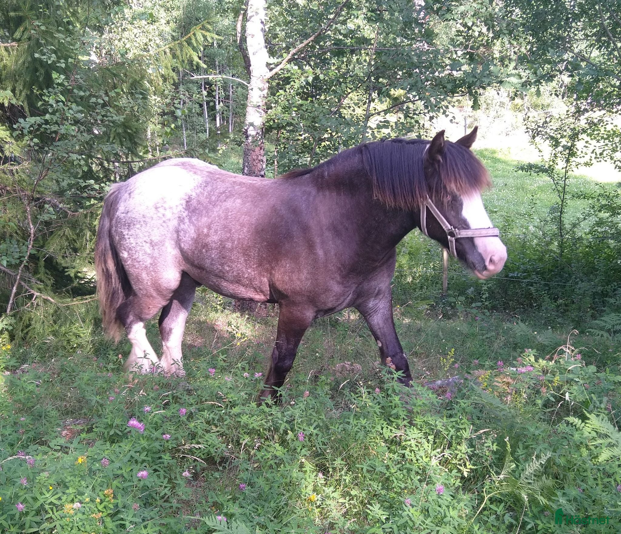  hästar Irish Cob valack - Annons 12
