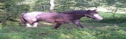 Allround hästar till salu: Irish Cob valack - Annons 1