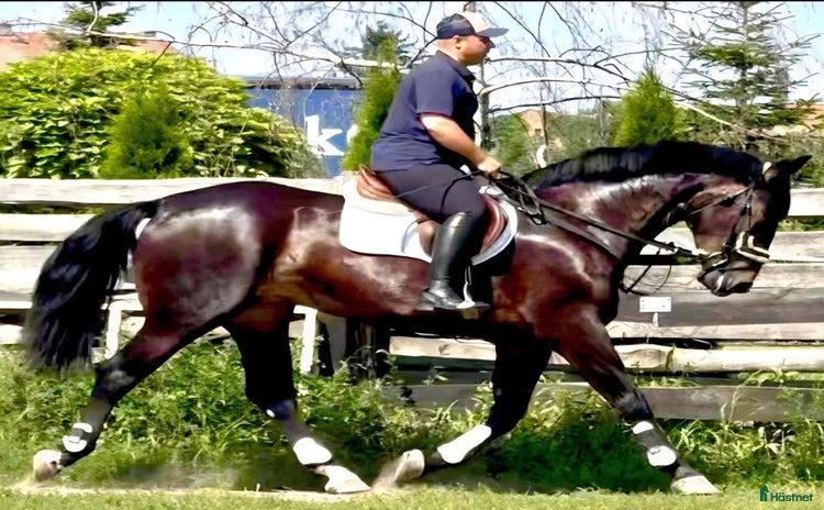  hästar Dressage + driving partner for everybody i Örsundsbro - Annons 16