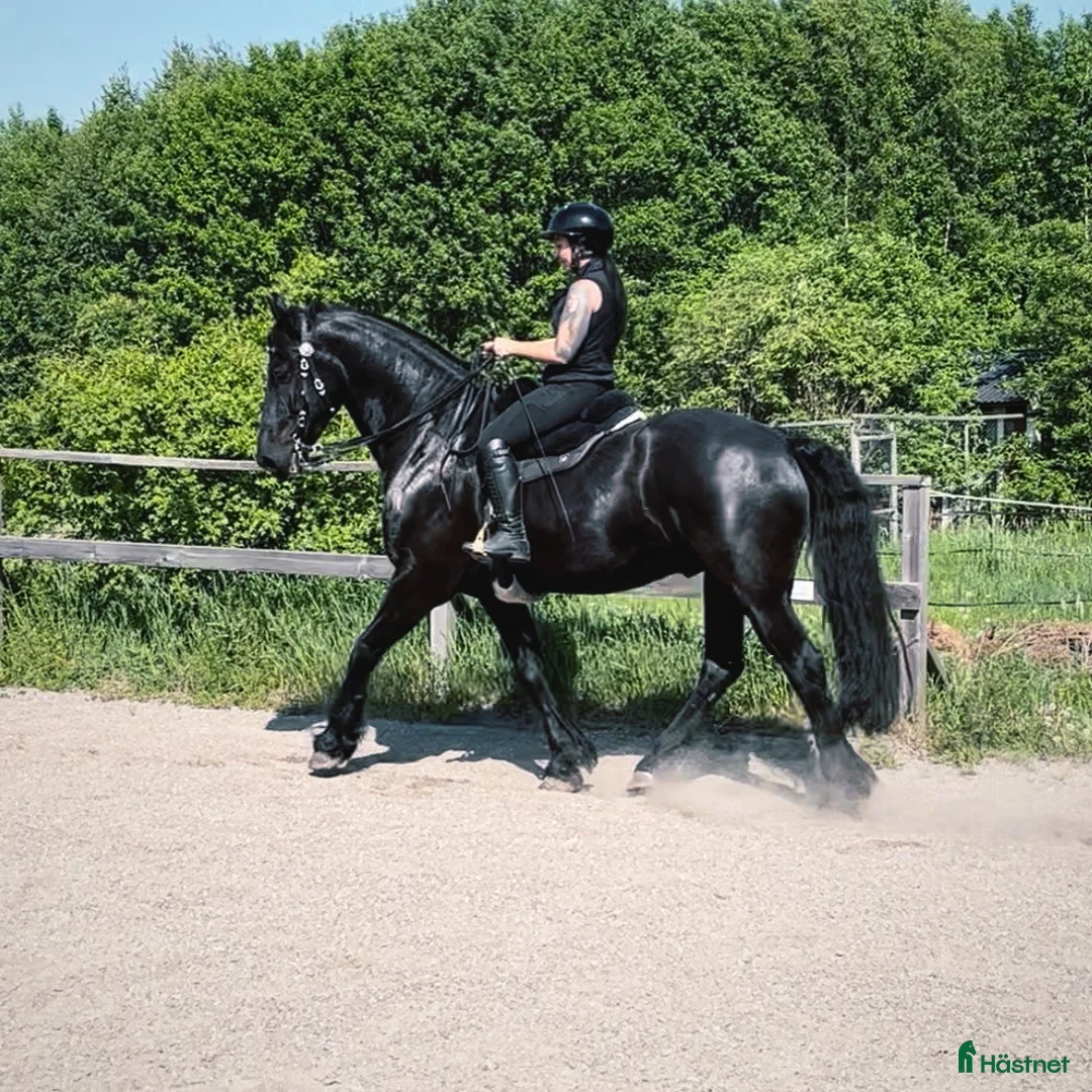  medryttarhäst finnes: Stor kille, stor personlighet  - Annons 1
