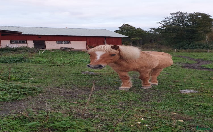  hästar i Rånäs - Annons 16