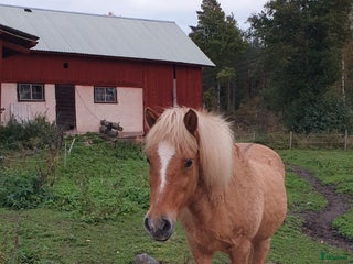 hästar i Rånäs - Annons 13