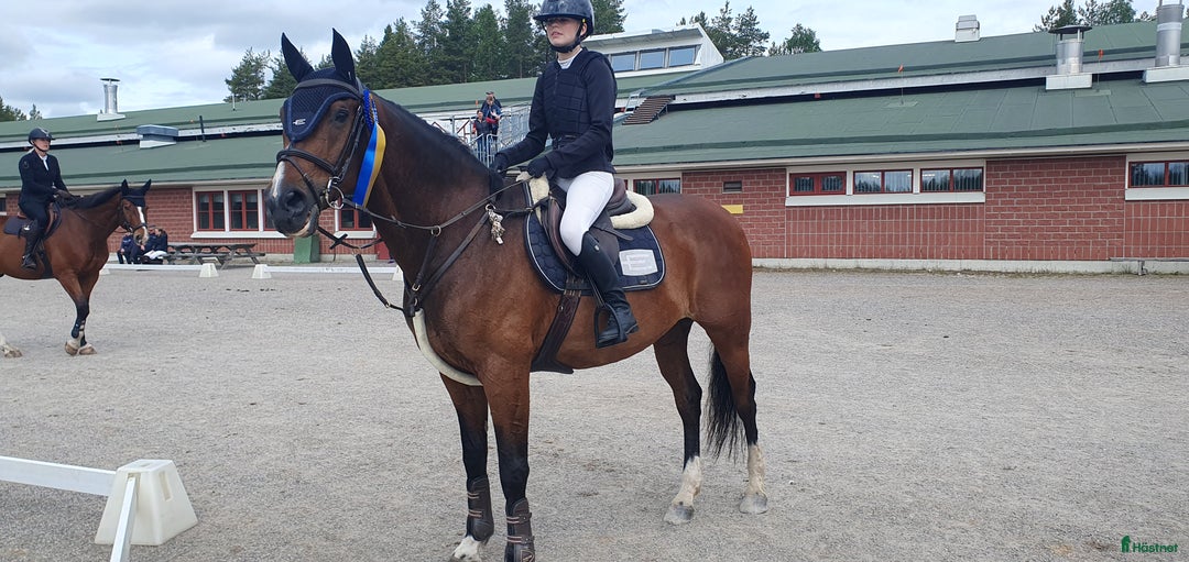 Allround hästar till salu: Bästa kompis/mor/dotter häst i Sundsvall - Bild 5
