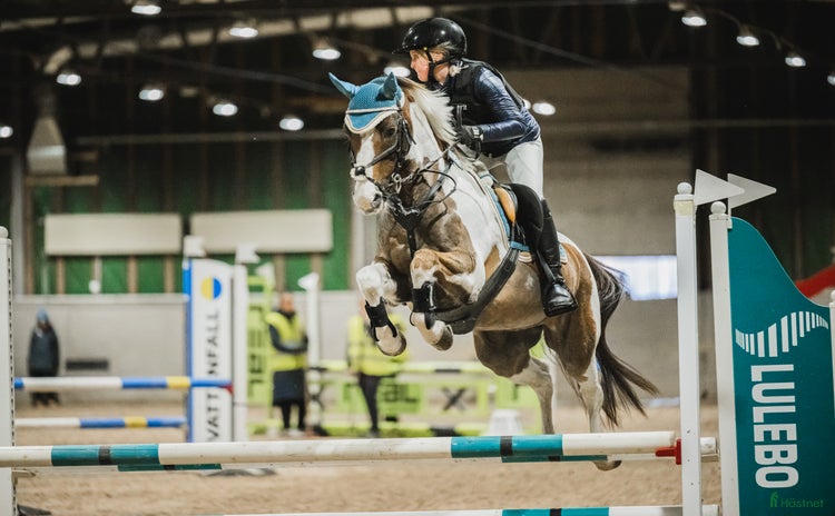  hästar i Sjulsmark - Annons 17