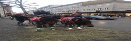 Körning hästar till salu: Trevlig körponny  - Annons 9