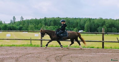  hästar i Krylbo - Annons 1