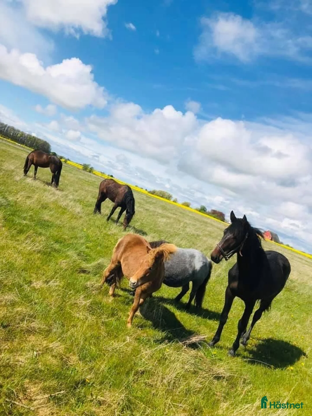 stallplats finnes: Stallplatser Vellinge/Trelleborg i Trelleborg - Annons 4
