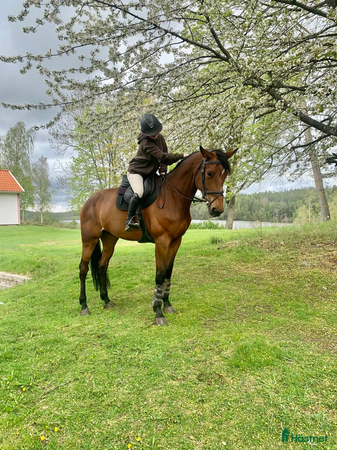 Hoppning hästar till salu: Okomplicerat sto med stort hjärta i Norrköping - Annons 1