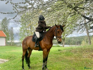 hästar Okomplicerat sto med stort hjärta i Norrköping - Annons 7