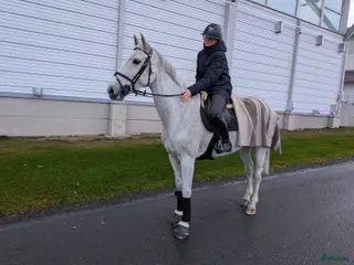 hästar Trevlig häst att utvecklas tillsammans med! - Annons 12