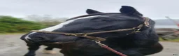 Trav hästar till salu: 3årig kallblodsvalack - Annons 3