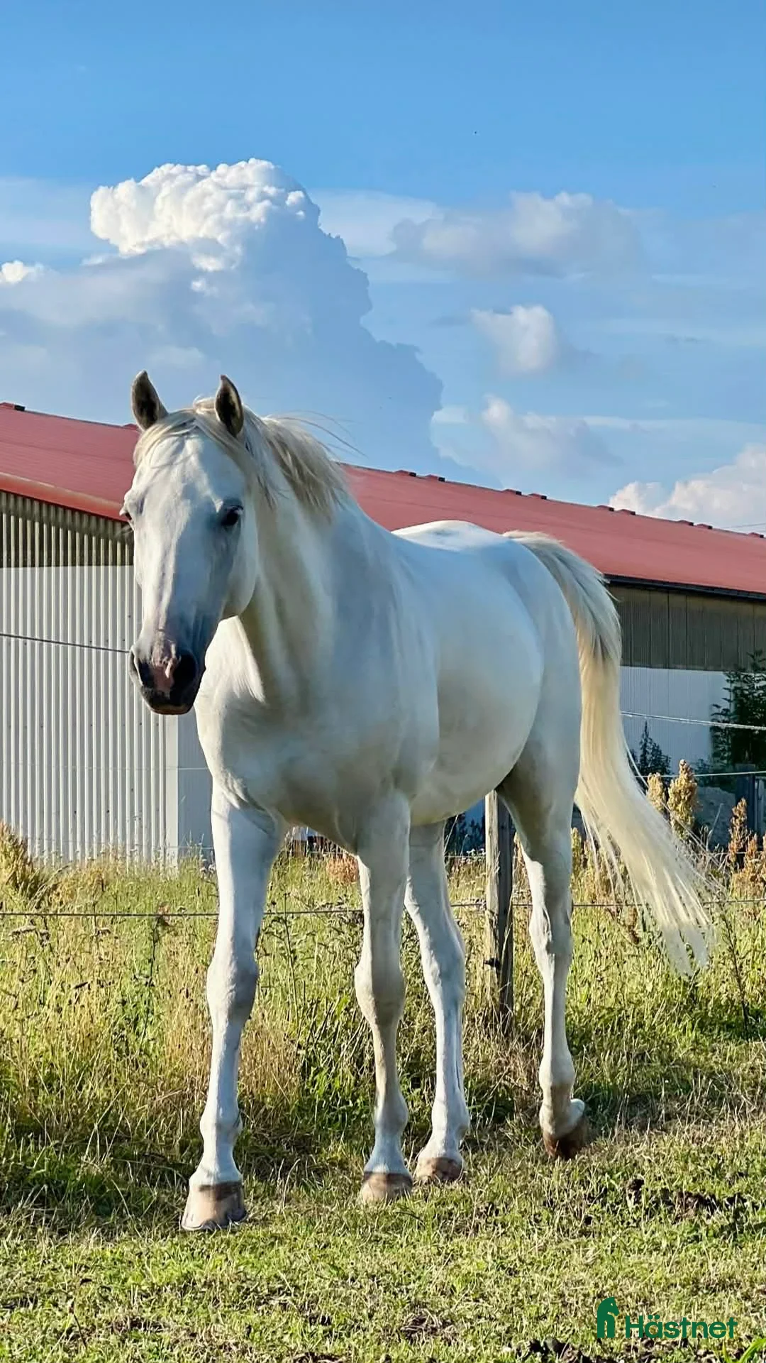 Allround hästar till salu: Arabiskt Fullblod söker nytt hem❤️ - Annons 6