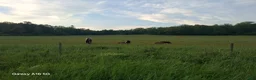 Övrigt hästar sökes: Foderponny eller Foder häst sökes  - Annons 1