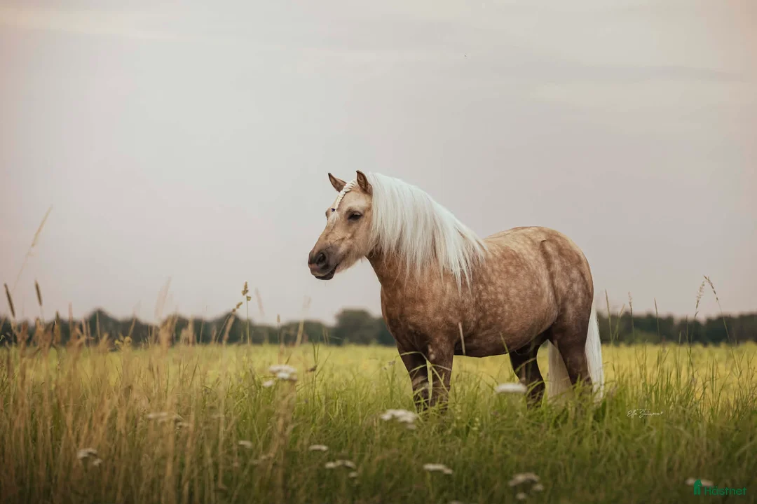 Allround hästar till salu: Shettis med energi  i Norrköping - Annons 2