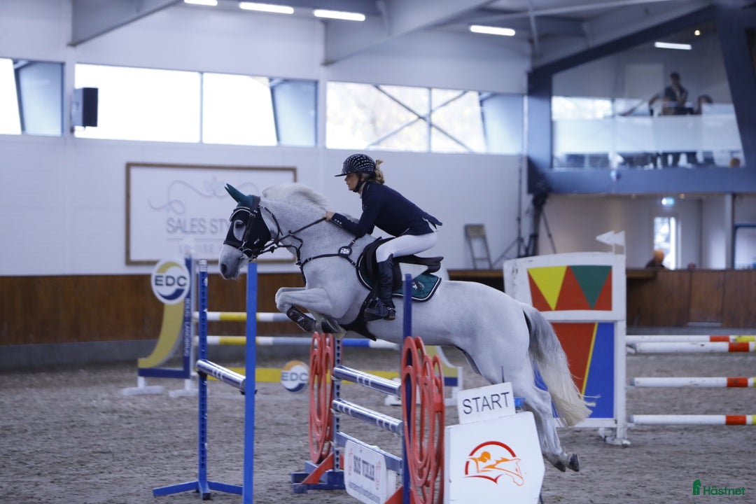 Hoppning hästar till salu: Springpony - Annons 2