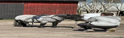 Trav hästar till salu: Lovande sto med massor av kapacitet! - Annons 3