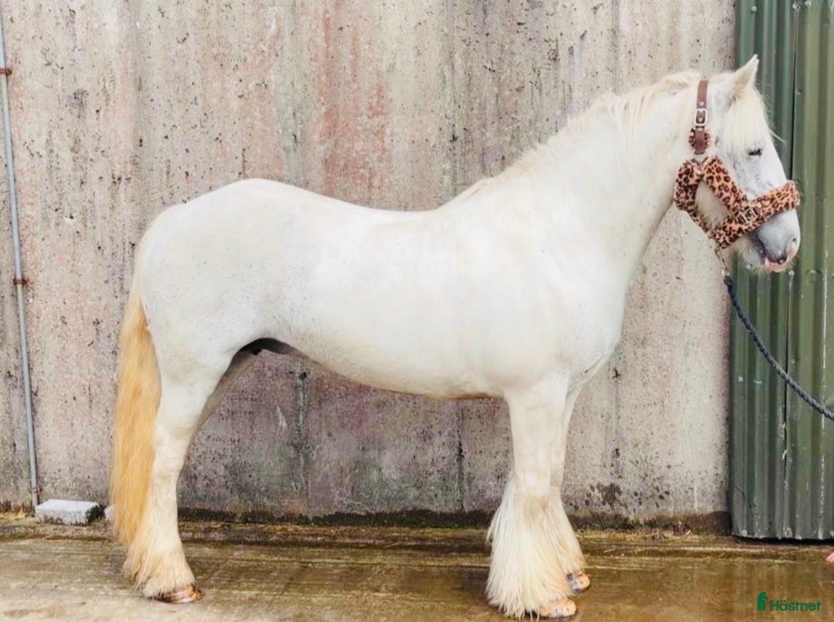 hästar Irish riding ponies  - Annons 2