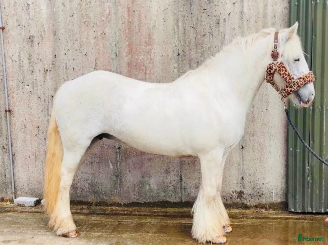 Allround hästar till salu: Irish riding ponies  - Annons 2