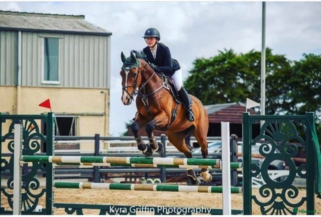 Allround hästar till salu: Världens bästa Gerry!  i Finspång - Annons 1