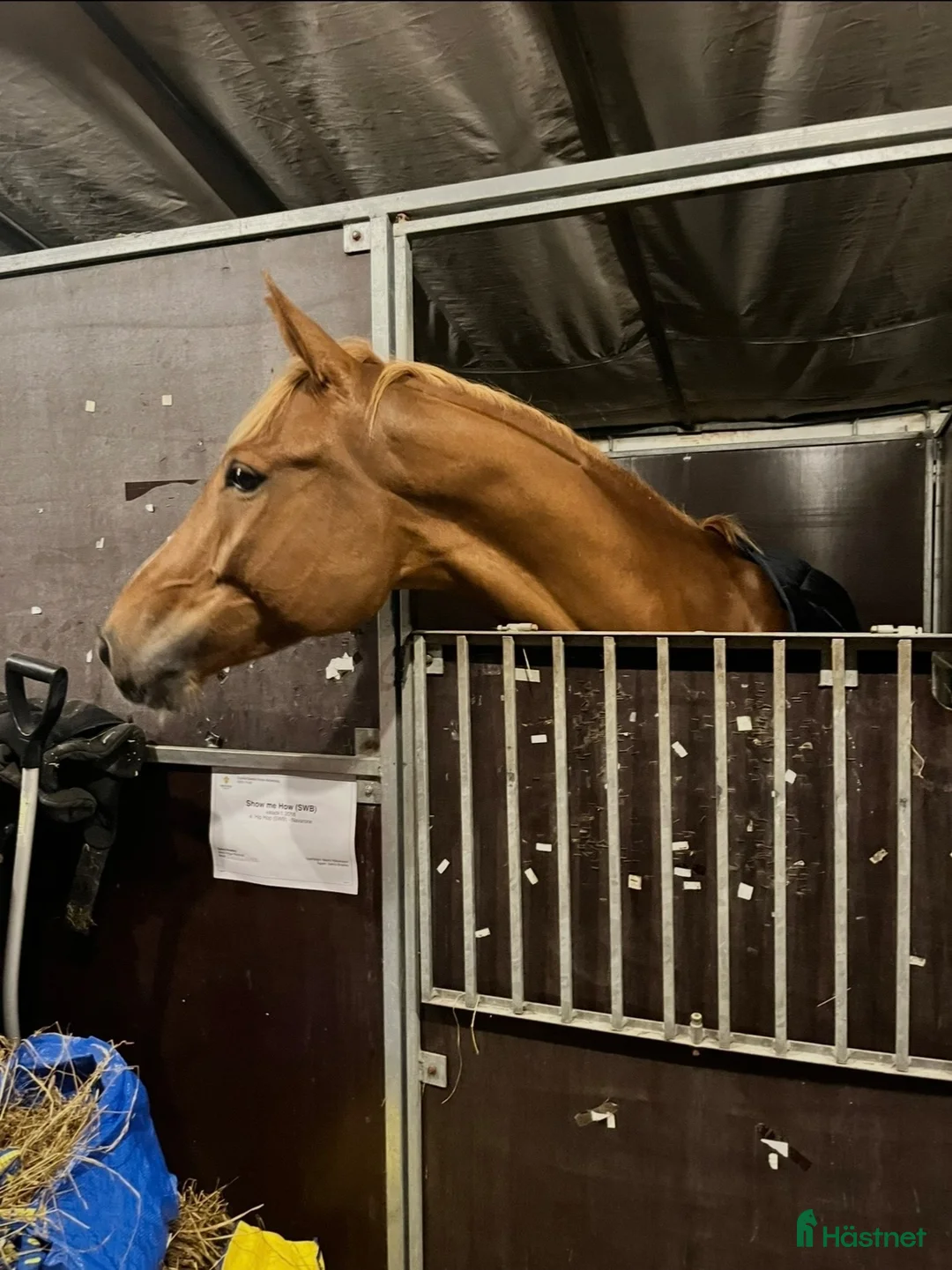 Hoppning hästar till salu: Sportig SWB valack  - Annons 2