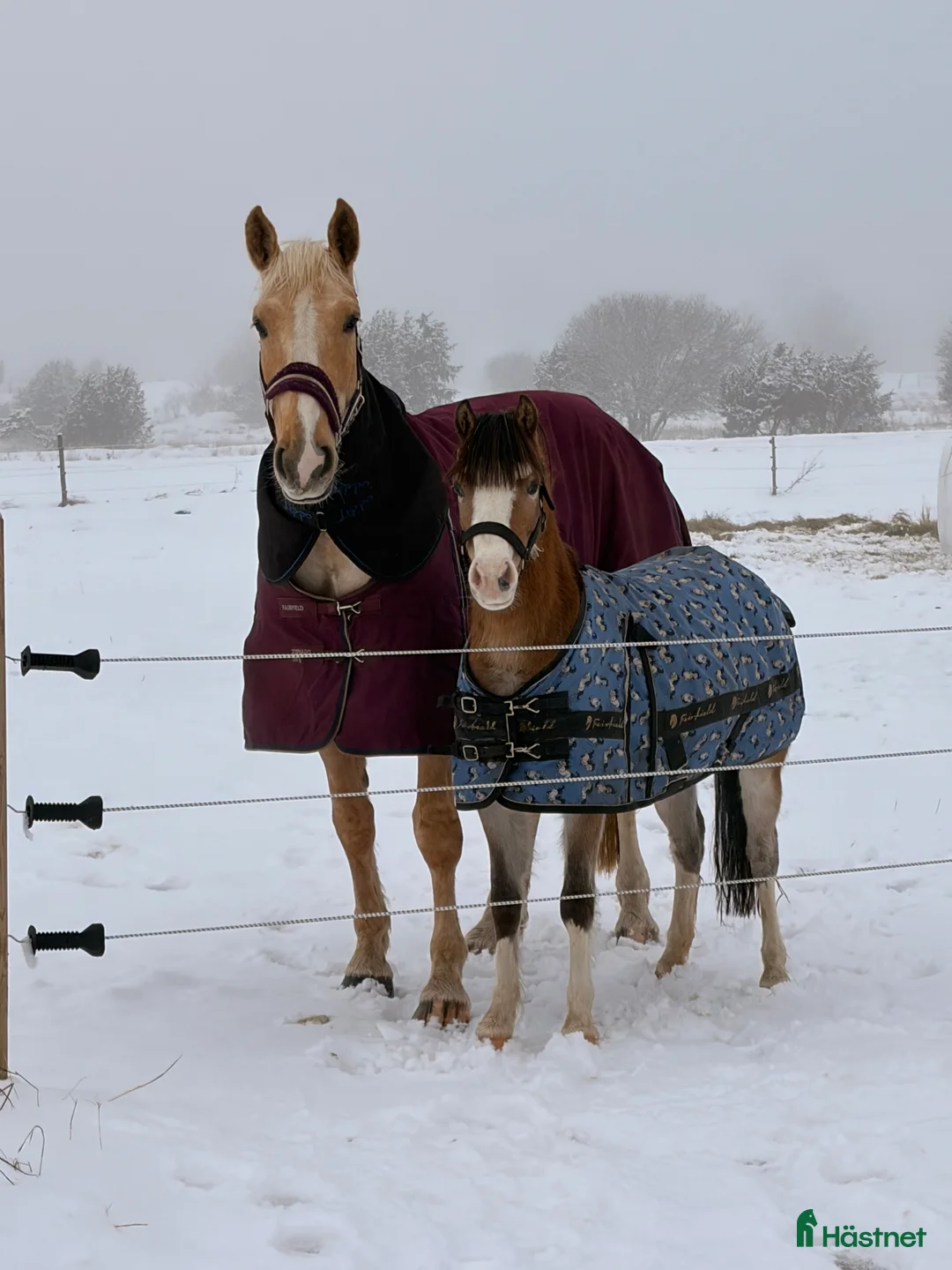 Allround hästar till salu: Perfekt ridskolehäst eller familjehäst 🐴 i Skövde - Annons 3