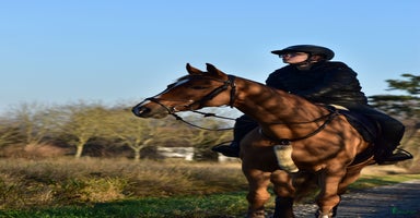  hästar i Flyinge - Annons 13