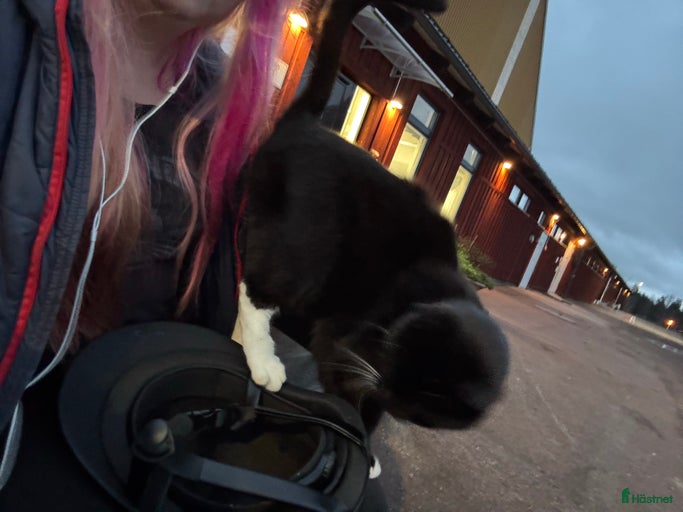 Galleribild {{count}}