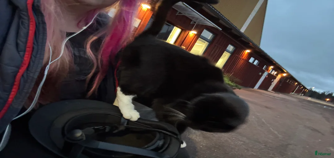 Galleribild {{count}}