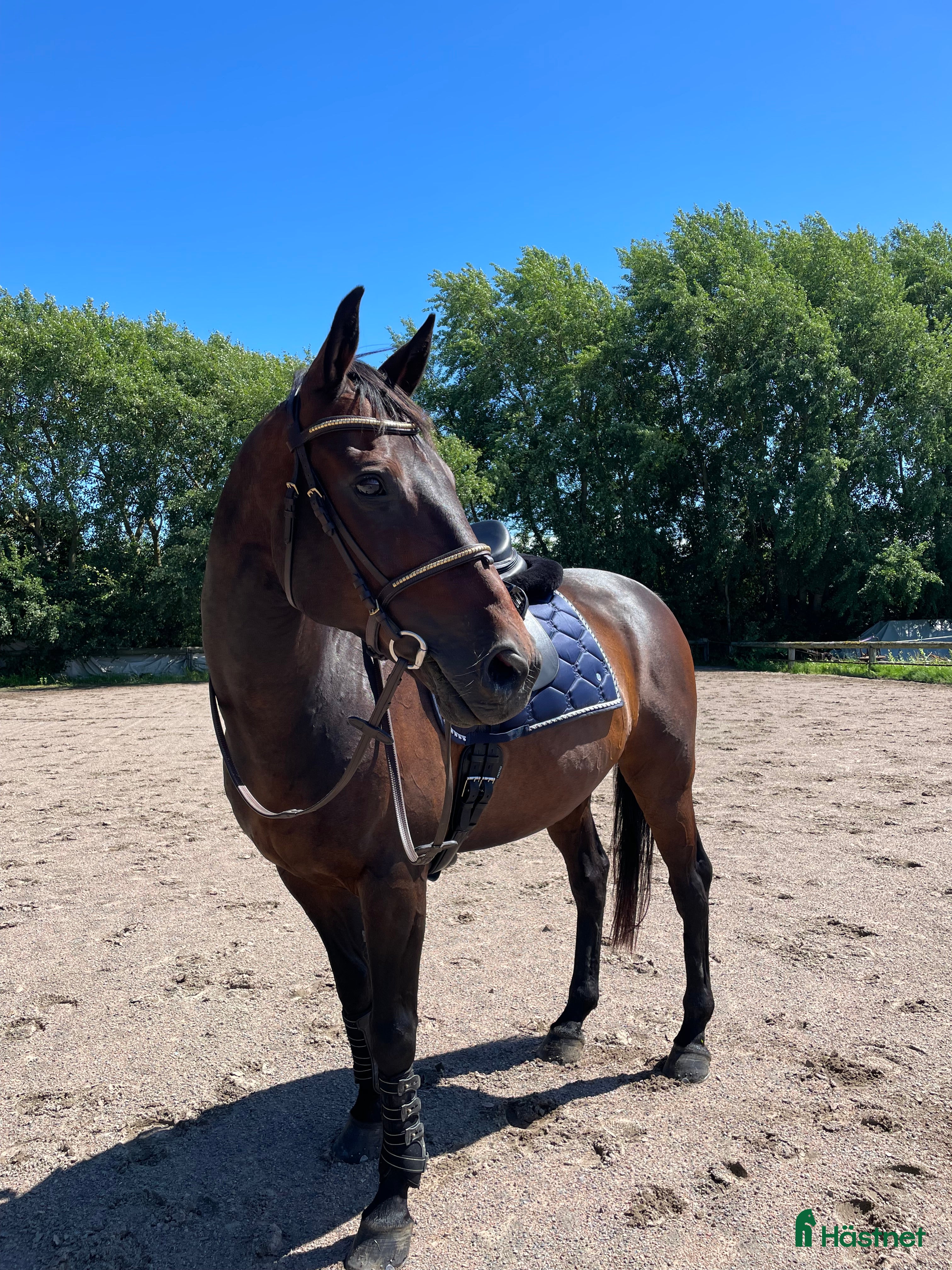  hästar Mycket trevlig valack - Annons 3