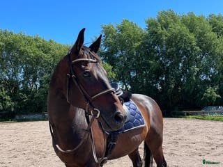 hästar Mycket trevlig valack - Annons 3