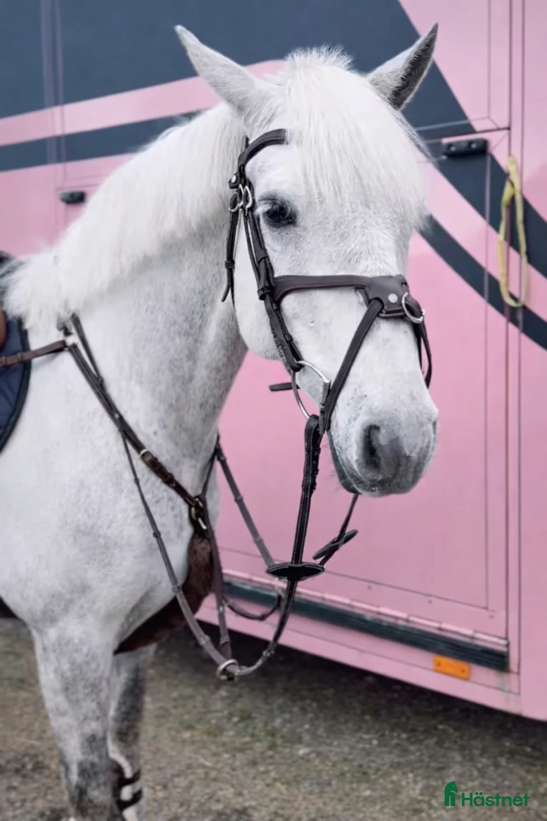 Hoppning hästar till salu: Snäll maxad D-ponny med kapacitet 🦄 - Annons 2