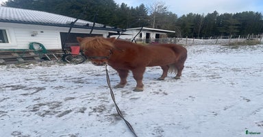  hästar Islandshäst  i Brunflo - Annons 3