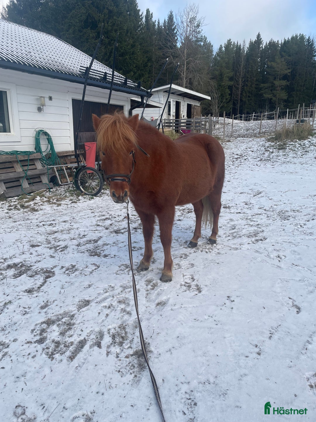 Island hästar till salu: Islandshäst  i Brunflo - Annons 2