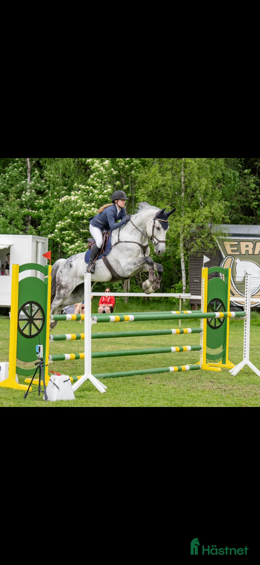 Allround hästar till salu: Superfin hest selges 🦄 i Sør-fron - Annons 6