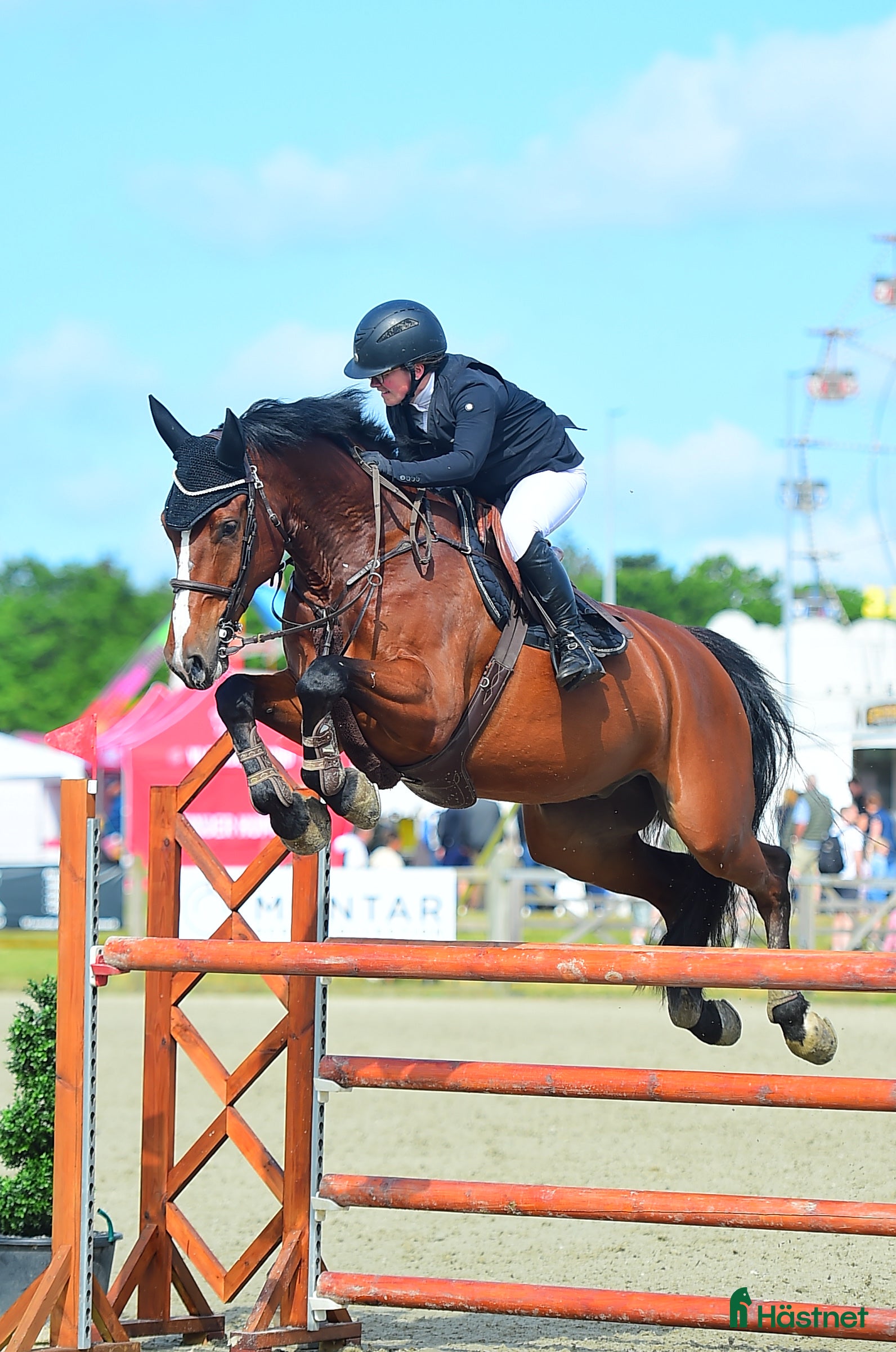  hästar Topp junior/young rider hest - Annons 1