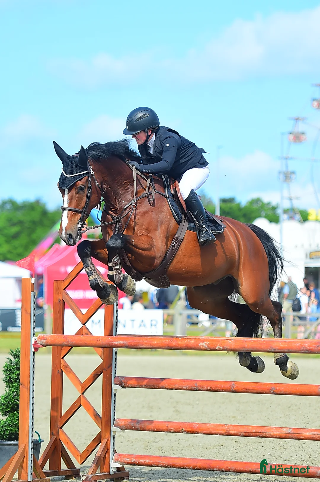 Hoppning hästar till salu: Topp junior/young rider hest - Annons 1