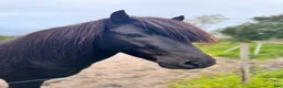 Island hästar till salu: Pampig lovande hingst! - Annons 9