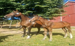 Allround hästar till salu: RESERVERAD!! Ridbart dräktigt sto i Eslöv - Annons 3