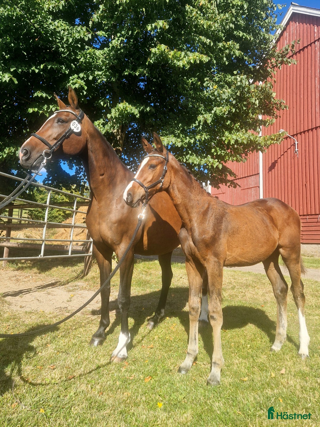 Allround hästar till salu: RESERVERAD!! Ridbart dräktigt sto i Eslöv - Annons 3