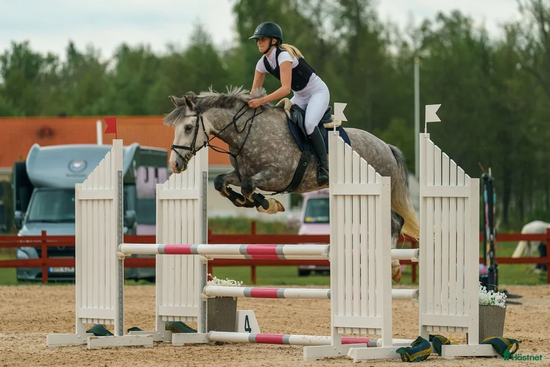 Hoppning hästar till salu: Tävlingsponny med utstrålning - Annons 1