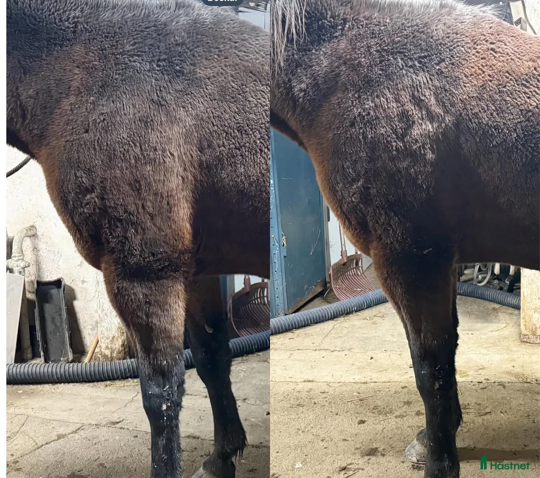  hästservice finnes: Hästlymfmassage / Diplomerad hästlymfmassör i Arboga - Annons 2