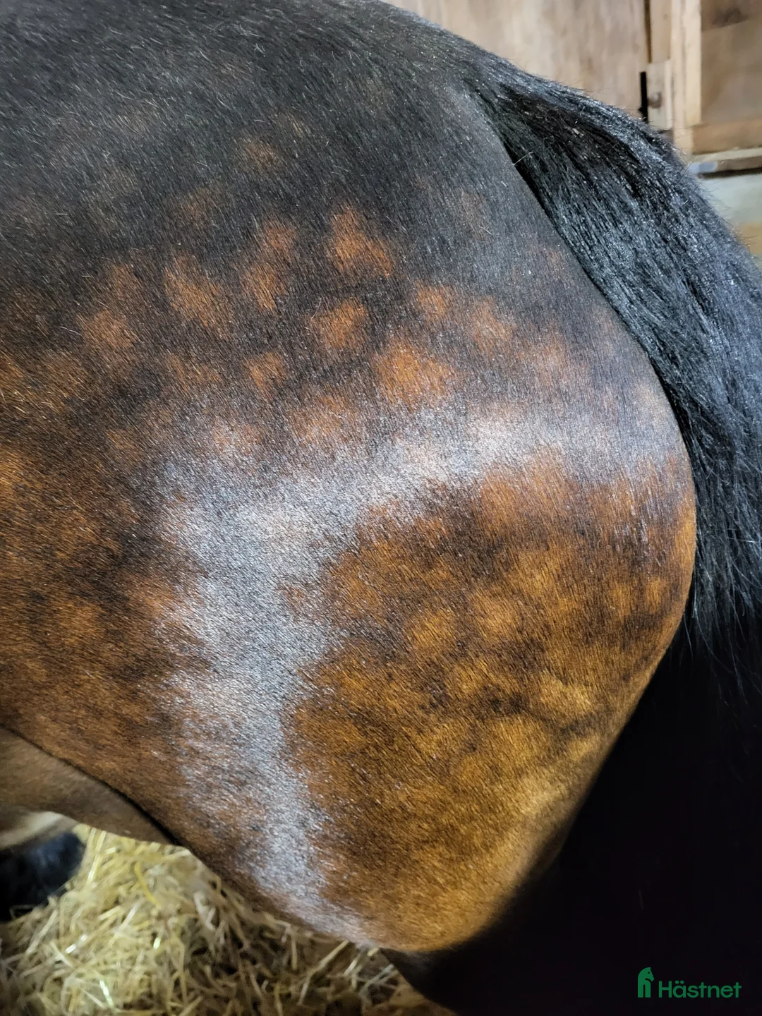 Körning hästar till salu: Bruks  nordsvensk sto. - Annons 6