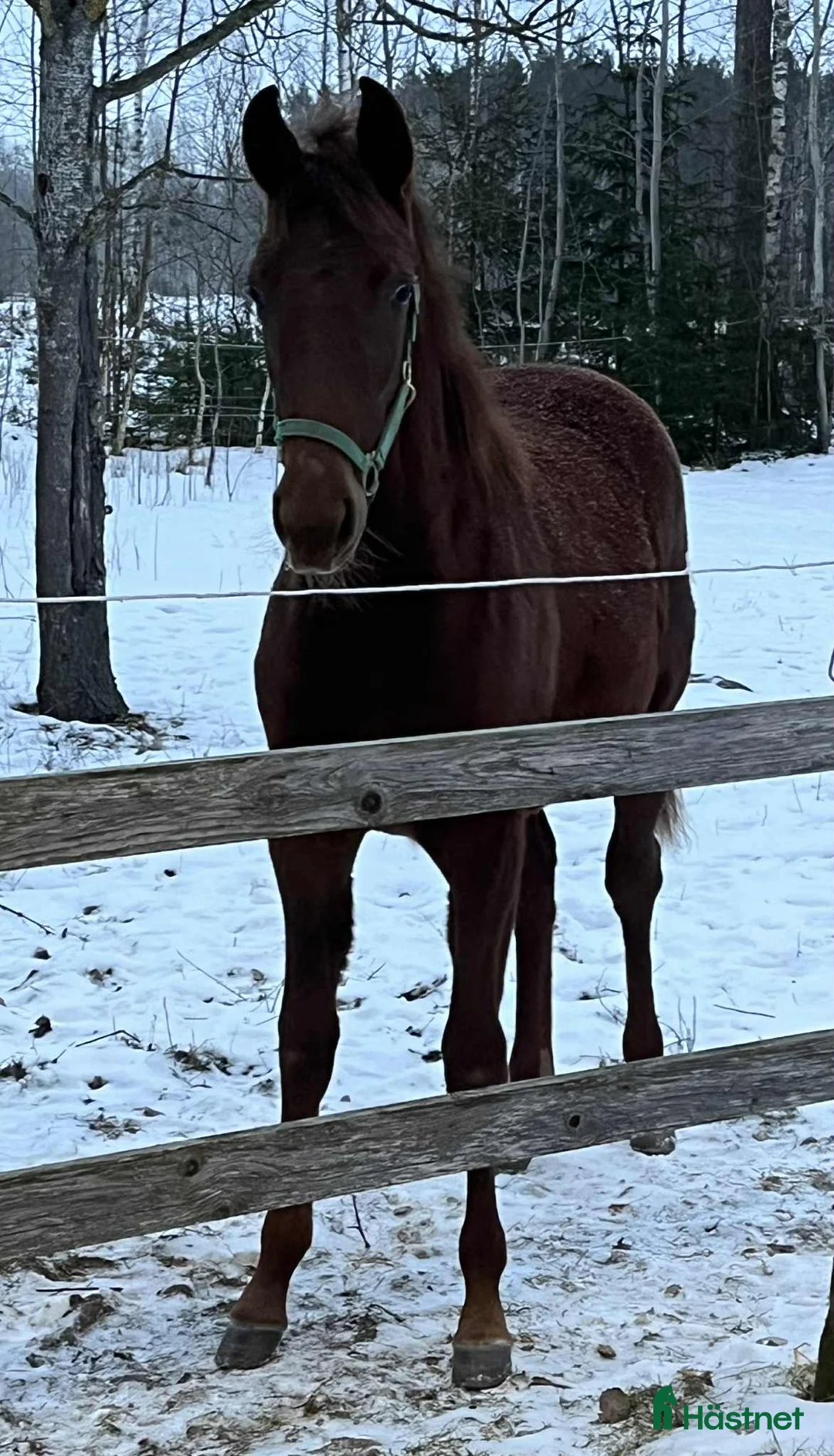 Trav hästar till salu: SNYGG ETTÅRING i Norrköping - Annons 1