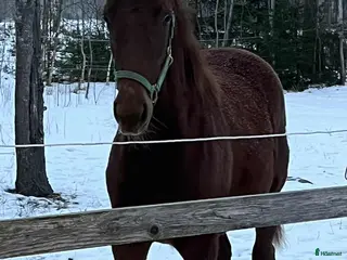 hästar SNYGG ETTÅRING i Norrköping - Annons 2